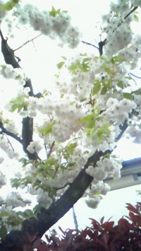 201104201757000.jpg