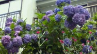 201106171811000.jpg