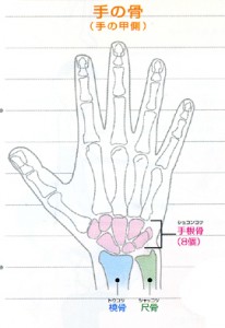 手の骨図